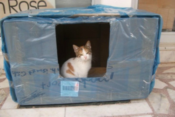Kedi evi yapımı