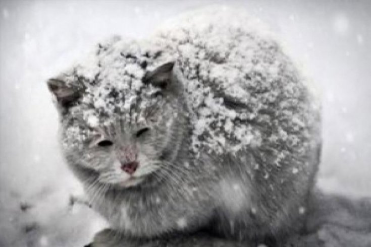Soğuk havalarda sokak hayvanları