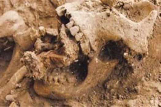 800 yıllık cadı iskeleti bulundu