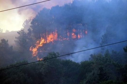 ABD'de orman yangını