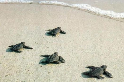 Anamur'un turizm kozu: Caretta carettalar