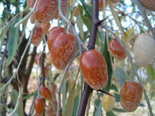 İğde ülseri, kayısı kataraktı önlüyor