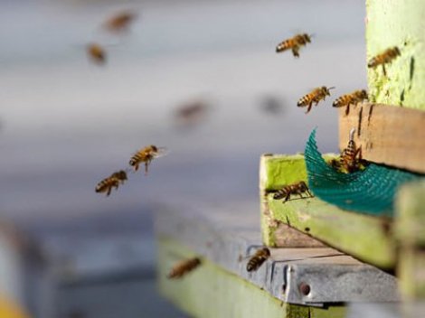 Kadıköy'de arı istilası
