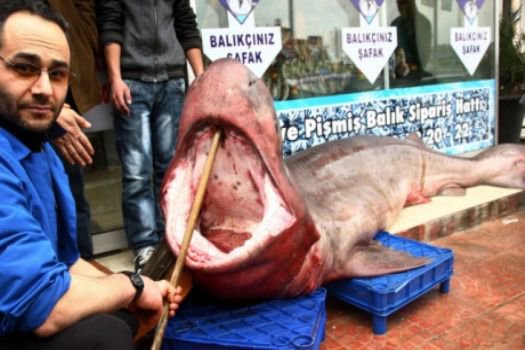Marmara'da Jaws yakalandı
