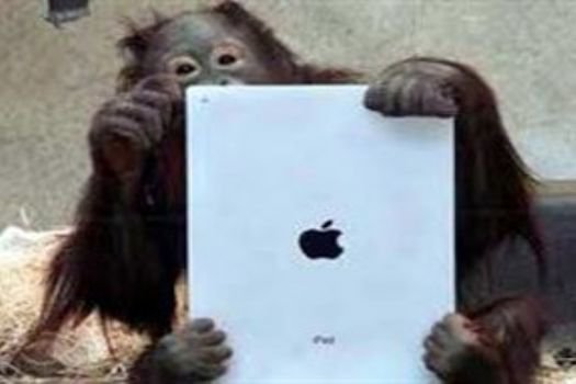Orangutanların iPad tutkusu!