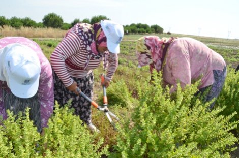 Silivri'de Tarımsal Çalışmalar Sürüyor