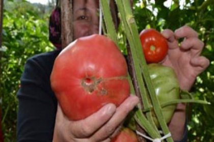 1 kiloluk dev organik domates