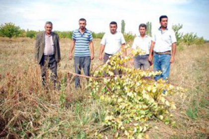 7 yılda büyüttü, bir gecede kesildi