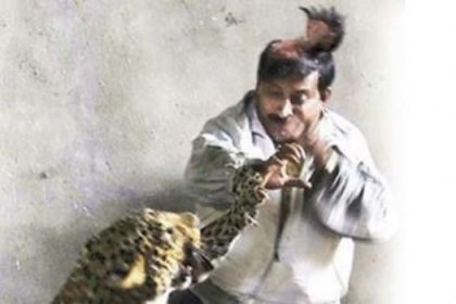 Aç kalan leopar insanlara saldırdı