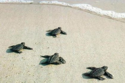 Bodrum'da Yavru Caretta Caretta Bulundu