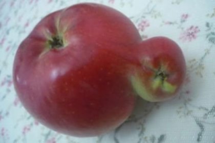 Böyle elma hiç görmediniz