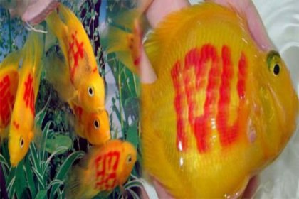 Çin'in son çılgınlığı: Dövmeli balıklar