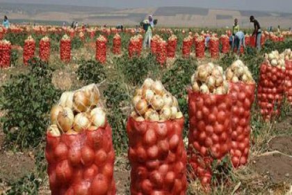 Geçen yıl kilosu 2 liraydı, bu yıl 7 kuruş!