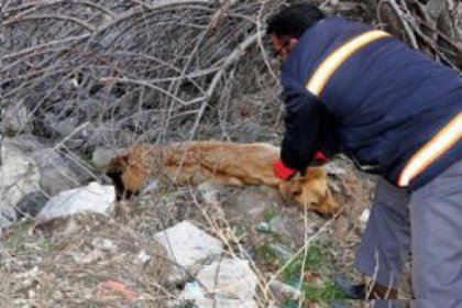 Hamile Köpeği Döverek Öldürdüler