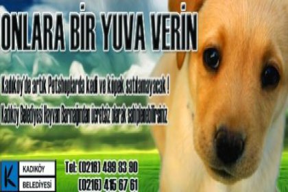 Kadıköy Meclis'i hayvanlar için toplanıyor