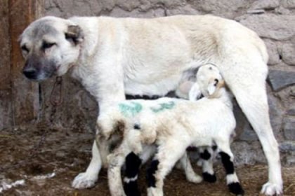 Kangal, 4 kuzuya annelik yapıyor