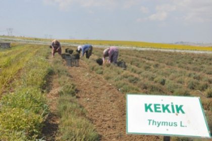 Kekik ve Fesleğen Hasatı Gerçekleşti
