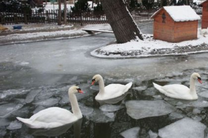 Kuğulu Park buz tuttu!