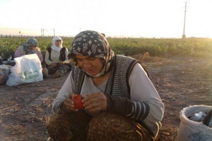 Tarım işçisi kadınlar için yaşam; yoksulluk ve şiddet