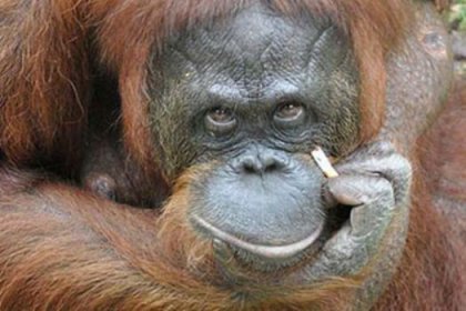 Tiryaki orangutana sigara yasağı