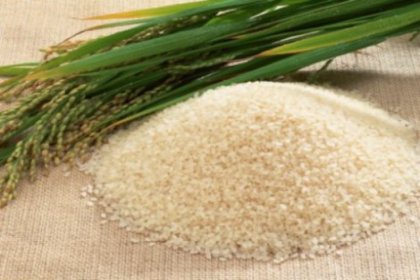 Türkiye pirinç üretiminde ilk sırada