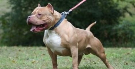 4 pitbul yaşlı kadını parçaladı