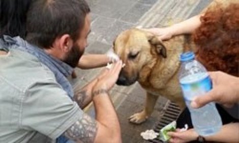 Biber gazı hayvanları da öldürdü