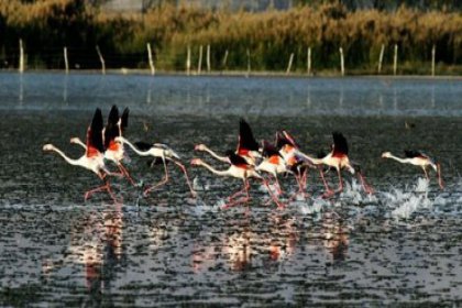200'den fazla kuş türünü barındıran Erçek Gölü avlanma sahası ilan edildi!