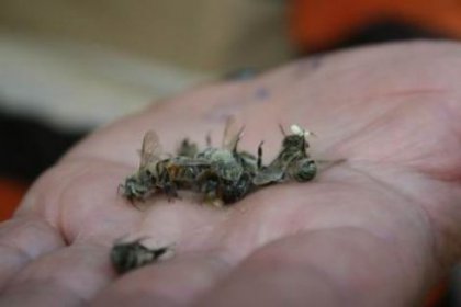 Aydın'da toplu arı ölümleri