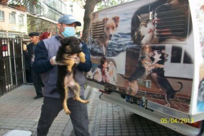 Bakırköy'de apartman dairesinde 23 köpek