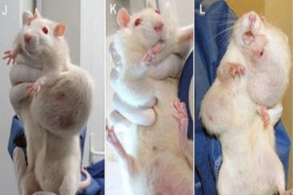 GDO farelerde tümör yaptı!