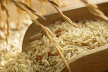 GDO’lu pirinç olayında 3 Bakan Başbakana yanlış bilgi verdi