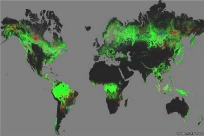Google işbirliğiyle dünyanın en kapsamlı orman haritası