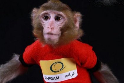 İran, maymun Fargam'ı uzaya gönderdi