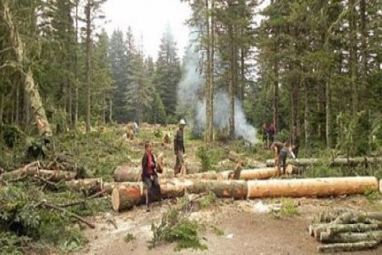 Mahkeme Uludağ'da Yüzlerce Ağacın Kesilmesine Neden Olan Teleferik Projesini Durdurdu