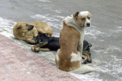 Sokak köpeklerinin katledilmesi inceleniyor