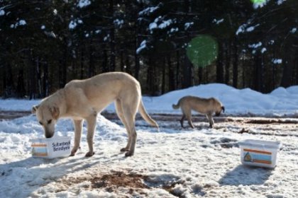 Yoğun kış şartları onları da etkiliyor