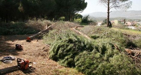 Demre'de otel yolu için yarım asırlık ağaçlar kesiliyor