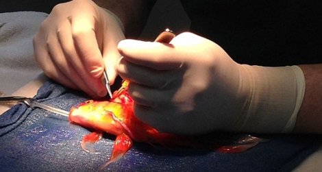 Japon balığına tümör ameliyatı