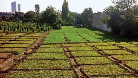 Tarihi Yedikule bostanları planı reddedildi