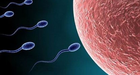 'Top 500' sperm bağışçısının 6200 çocuğu var