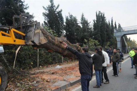 Yalova'da kesilen ağaçlar muhtaçlara yakacak verilecek