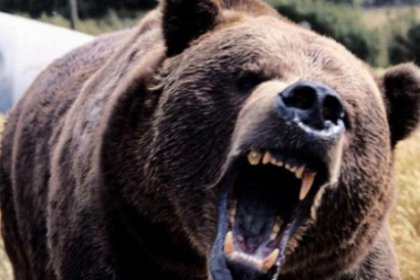 Ayı gece yarısı kent merkezine indi