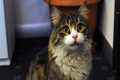 CHP'den seçim için kedi genelgesi: Şero görevlidir