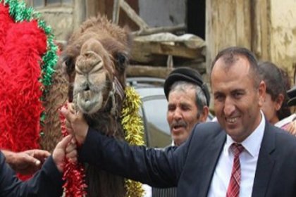 CHP'li başkan deve keserek göreve başladı