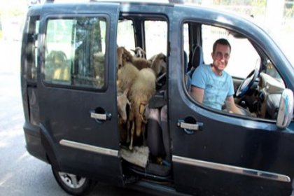 D-100'de araba içinde koyunlarla yolculuk