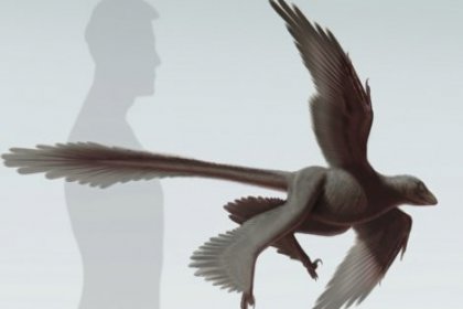 Dört kanatlı, uzun tüylü dinozor keşfedildi
