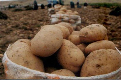 Patates depodan çıktı fiyatı düştü