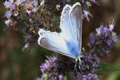 ''Saimbeyli Mavisi'' kelebeği yeniden ortaya çıktı