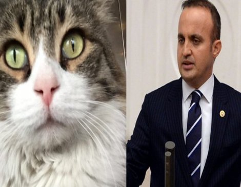 AKP'li Bülent Turan CHP'nin kedisi Şero'yla tartıştı